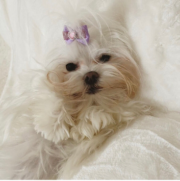 Beautiful Spayed Adult Girl