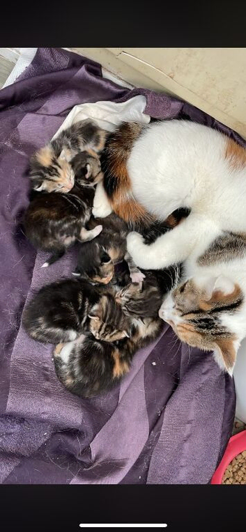 Tortoiseshell Kittens available