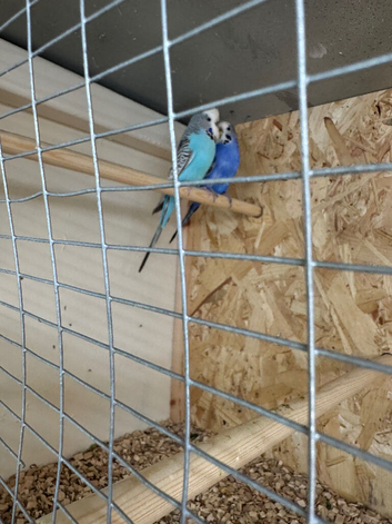 Bonded pair budgies