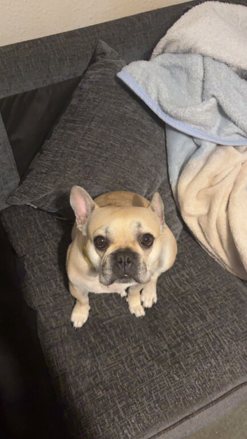 3 year old KC registered french bulldog