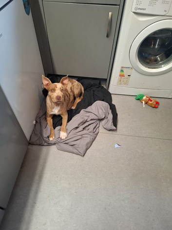 Staffordshire bull terrier cross