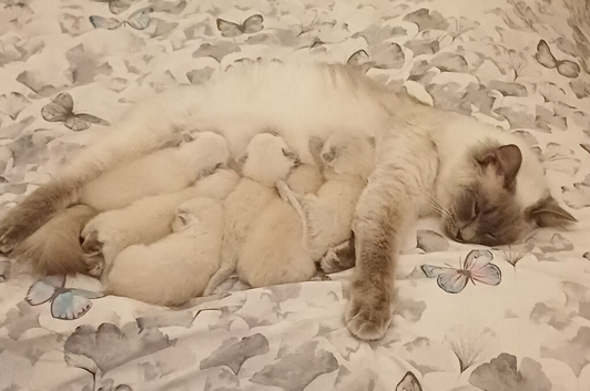 Six gorgeous ragdoll kittens