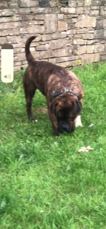 I&rsquo;m selling dog boxer