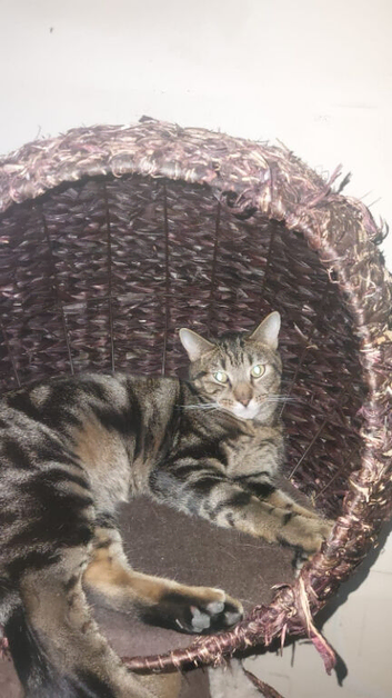 Milo