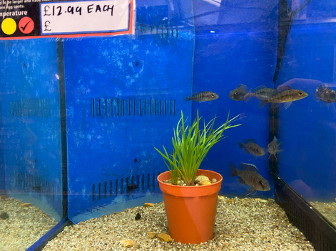 Juvenile Blue Hap (Aulonocara nyassae)