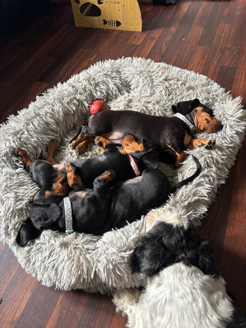 Male Miniature Dachshunds