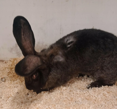Continental giant rabbits
