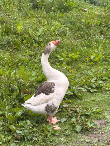 Goose for sale