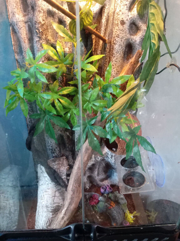 Full setup 3 month old crested gecko