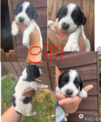Cockapoo puppies