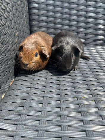 Pair of male brothers