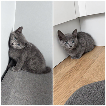 British shorthair kittens