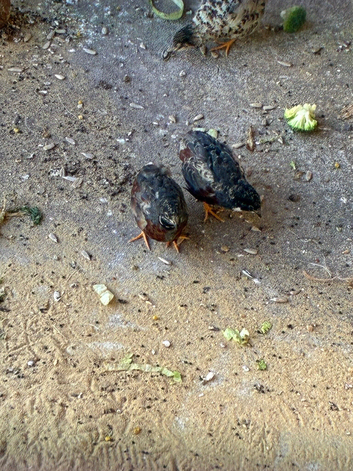 X3 male quail