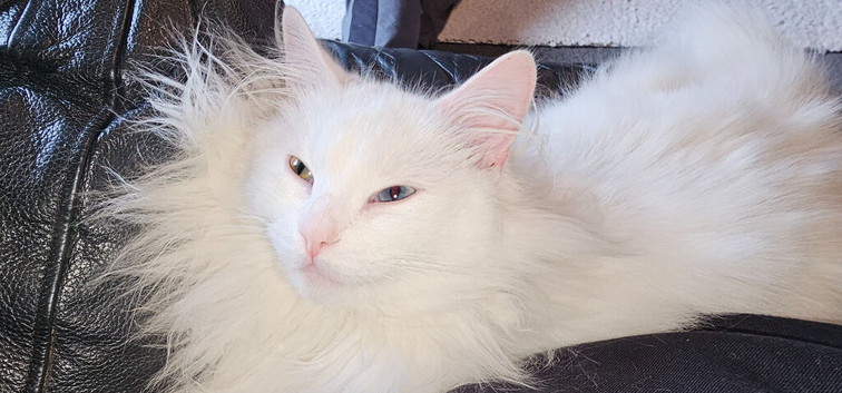 Turkish angora cross kittens