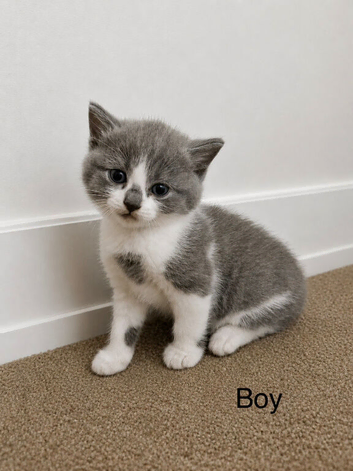 bristish shorthair mix kittens
