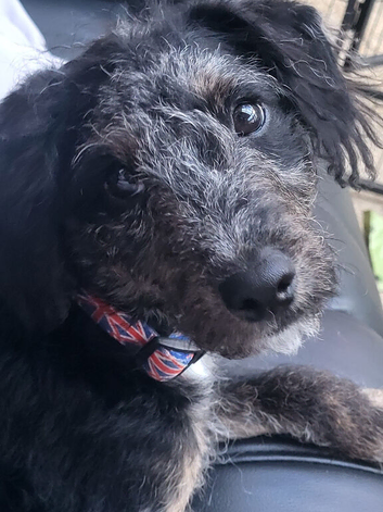 Beautiful boy jackapoo