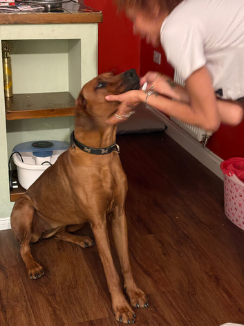 Female 1 year old