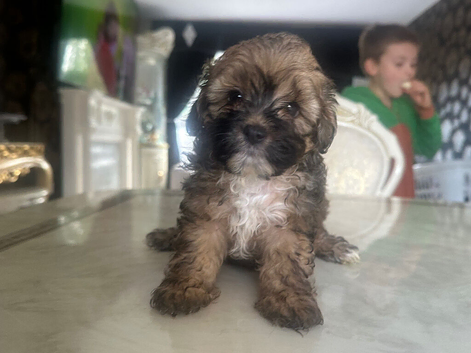 Shihpoo puppys