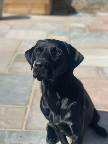 2 year old black Labrador