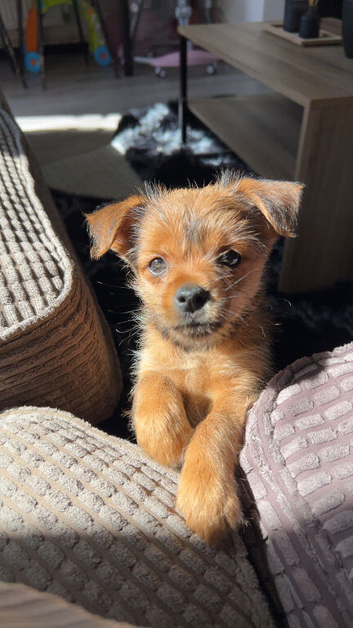 Pomeranian x Yorkshire terrier puppy