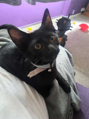 6 month old kitten needing a new home