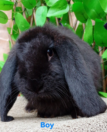 French lop ready now