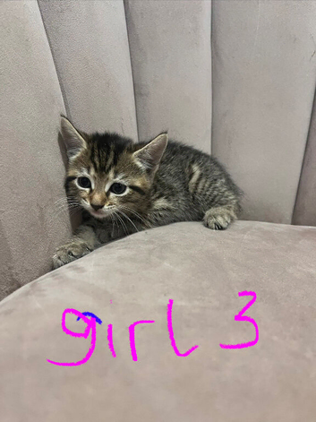Lovely kittens ready for their forever home 14/06/25