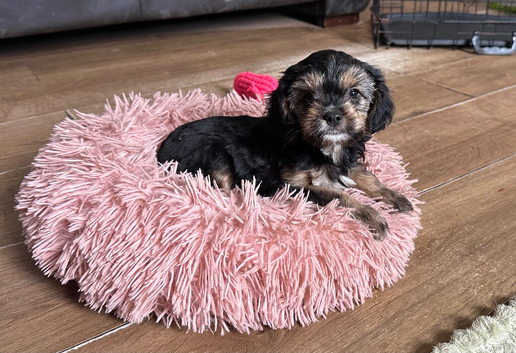 Cavalier x Biewer terrier