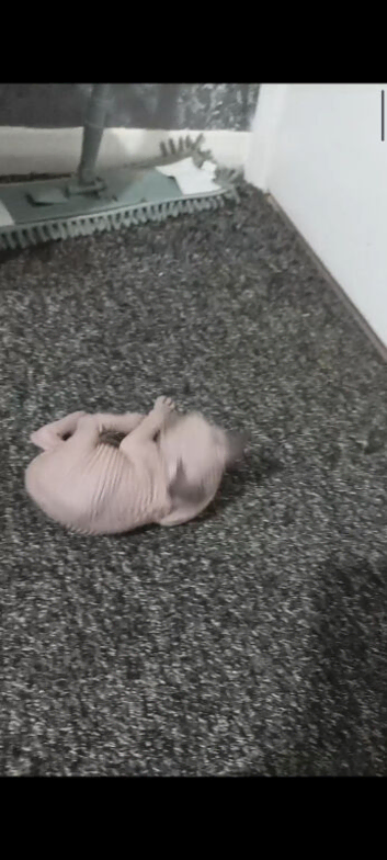 STUNNING SILVER, BLUE EYED BABY BOY SPHYNX KIT