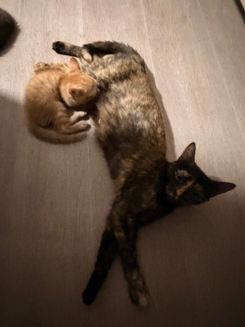 4 beautiful kittens
