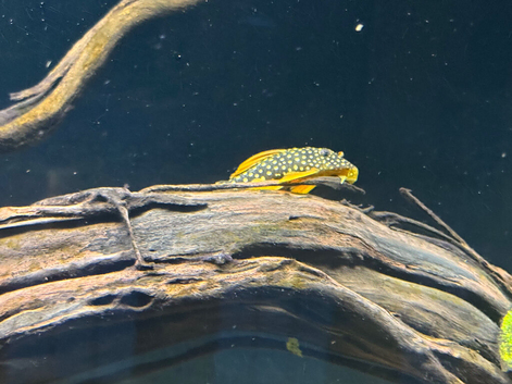 2 x discus 1 x sunshine pleco 4 x clown loaches 1 x tiger barb 11 x cardinal tetra 10 x lamp eye tetra 2 x convict cichlid