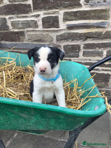 4 Male Bordee Collie Puppies for sale