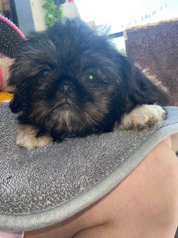 Boy pup for sale
