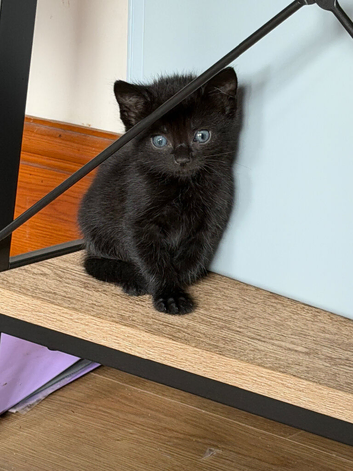 Mixed Breed of Black Kittens