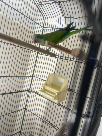 Sweet 6-Month-Old Green Female Quaker Parrot &ndash; &pound;450 (Cage Included)