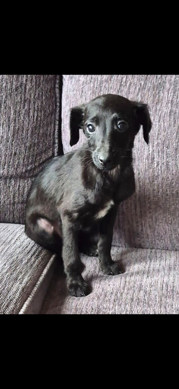 Jackapoo Girl Puppy