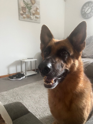7 yrs old female German shepherd