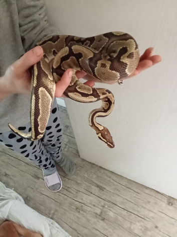 Ball pythons and heat stack