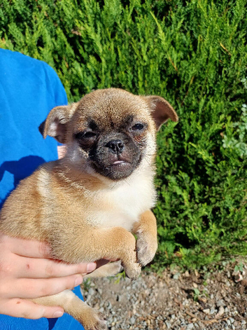 Pomapug puppies