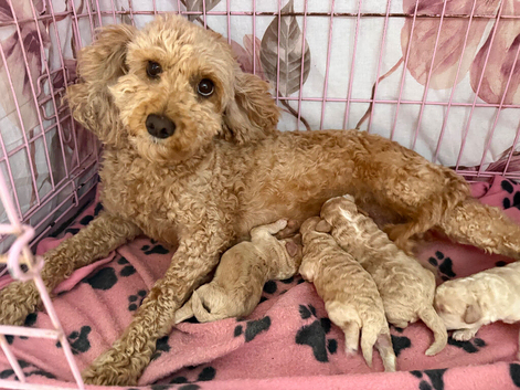 BEAUTIFUL MINIATURE COCKAPOO PUPPIES &mdash; 2 BOYS & 2 GIRLS