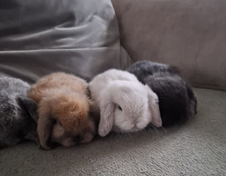 Adorable Purebred Mini Lop Bunnies - Ready for Loving Homes!