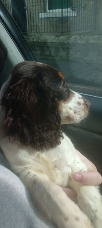 Cocker spaniel