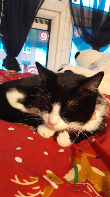 Female black and white cat called star