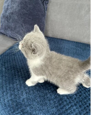 High-End British Shorthair Kittens &ndash; From Award-Winning Lines