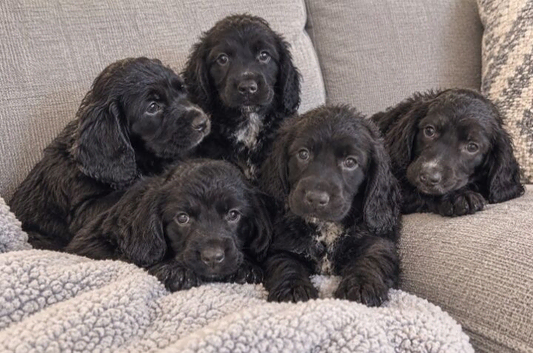 Cocker spaniel puppies