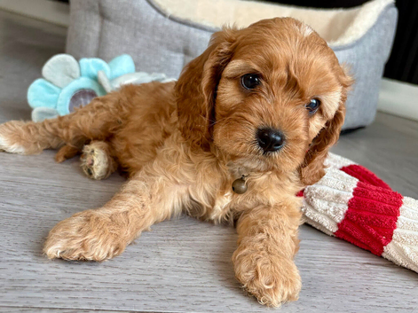 One Adorable miniature F1 red Cavapoo male