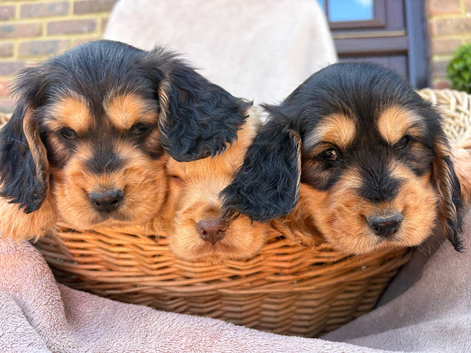 Stunning show type cocker spaniel puppies