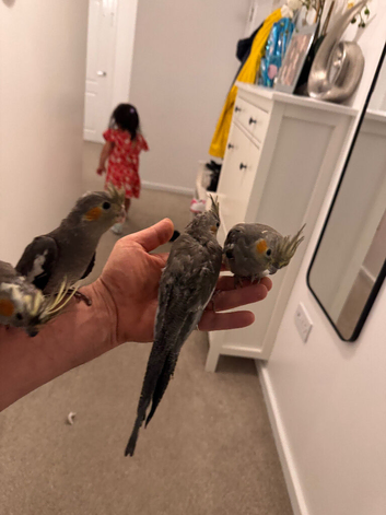Baby Cocktal for sale