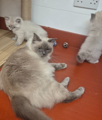 Pedigree Ragdoll kittens
