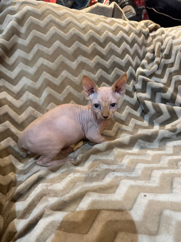 sphynx and bambino